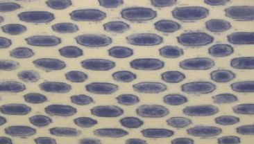 Dot Lapis Salad Plate