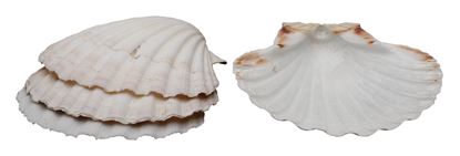 Natural Baking Shells S/4