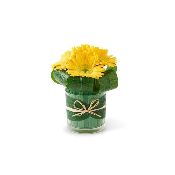 Yellow Gerber Daisies in Vase 8"