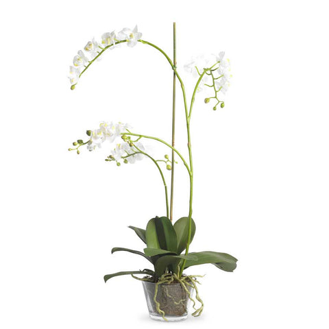 White Phalaenopsis Orchid with Roots in Glass