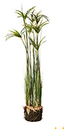 Floral Papyrus Grass in Vase 43"
